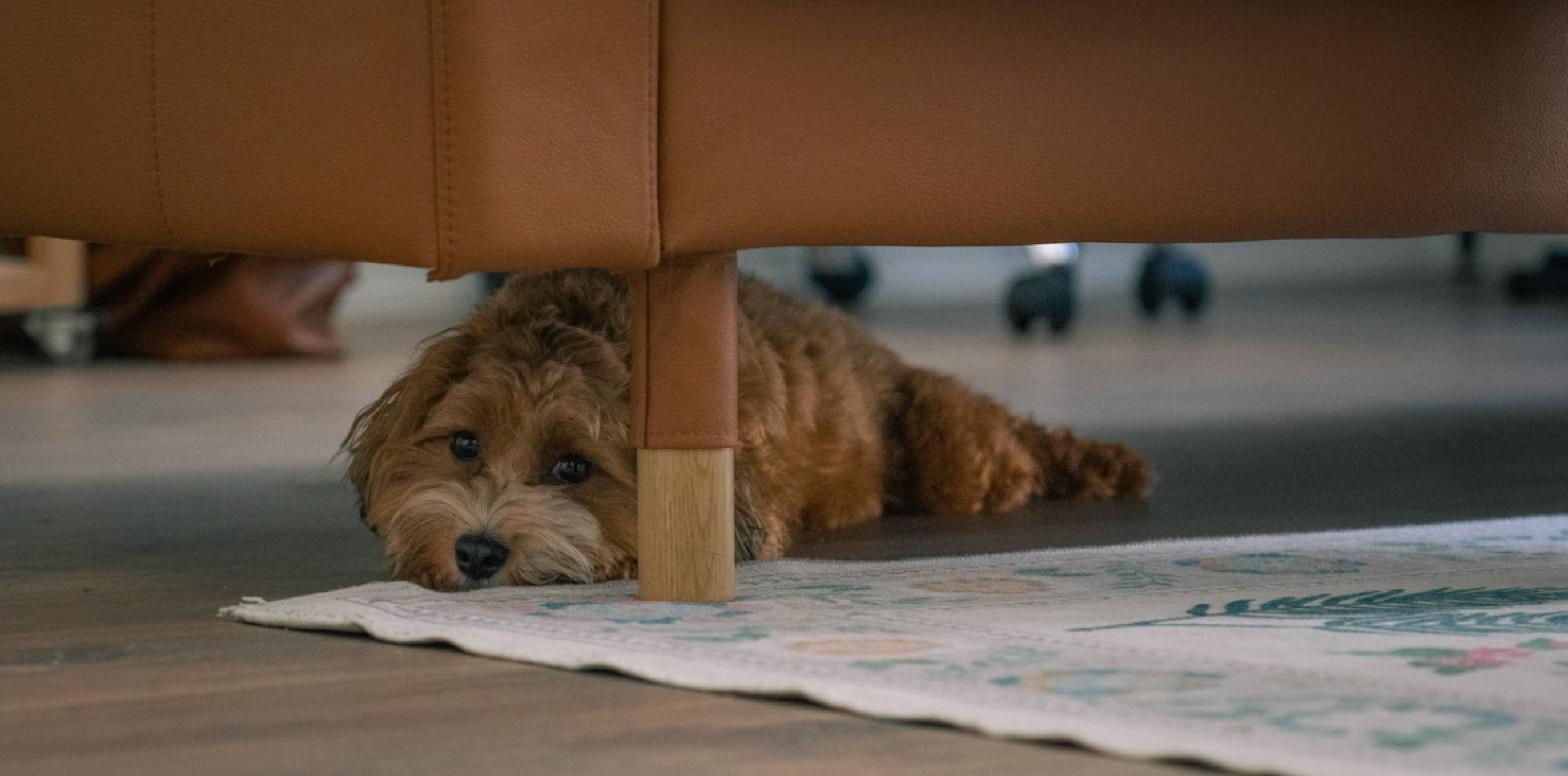 Dog resting under a sofa at home in a calm indoor setting
