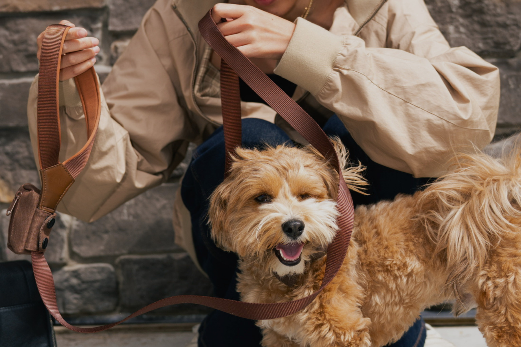 dog using the loop leash by coni